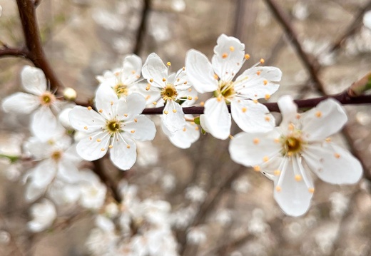 23-03-17 12-16-06 4904